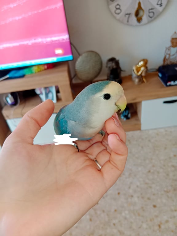 Foto de Animal encontrado