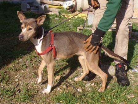 Foto de Animal encontrado