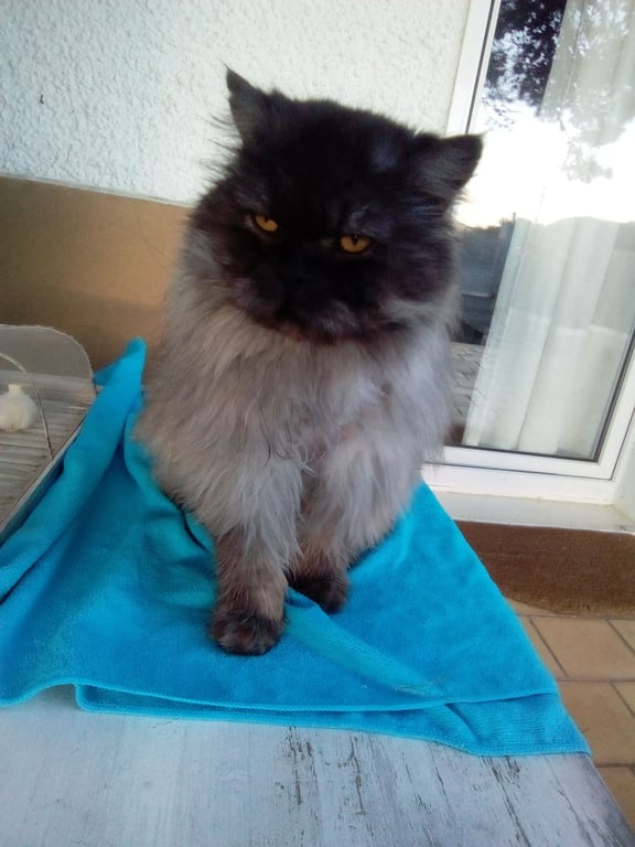 Foto de Animal encontrado