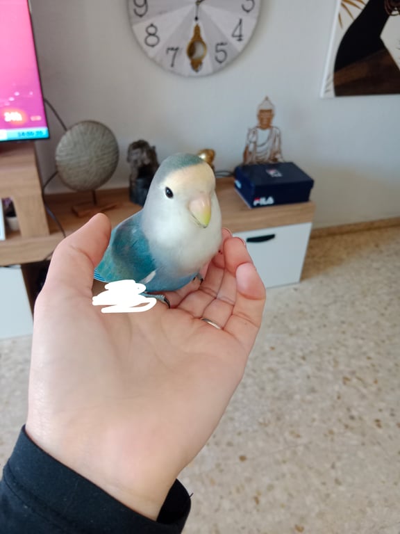 Foto de Animal encontrado