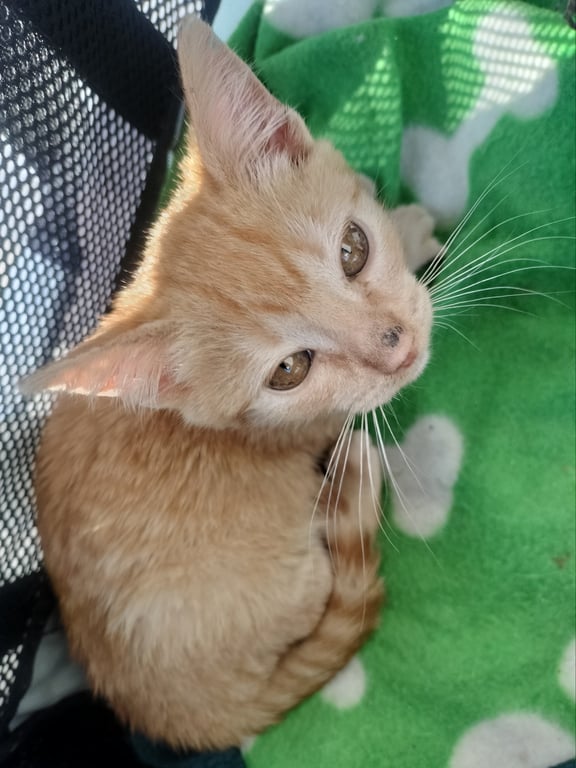 Foto de Animal encontrado