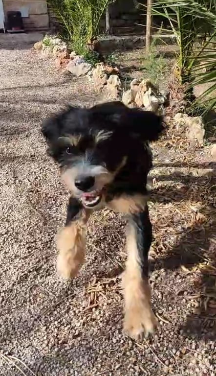 Foto de Animal encontrado