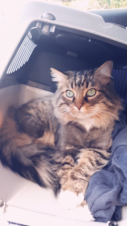 Photo de Tigrou