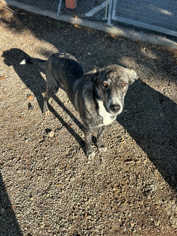 Foto de Animal encontrado