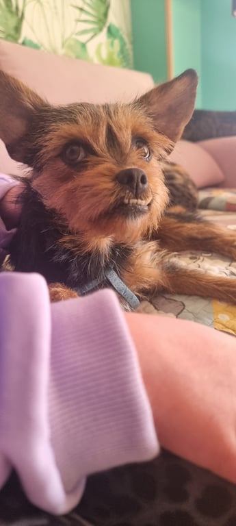 Foto de Animal encontrado