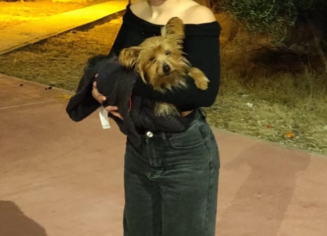 Foto de Animal encontrado