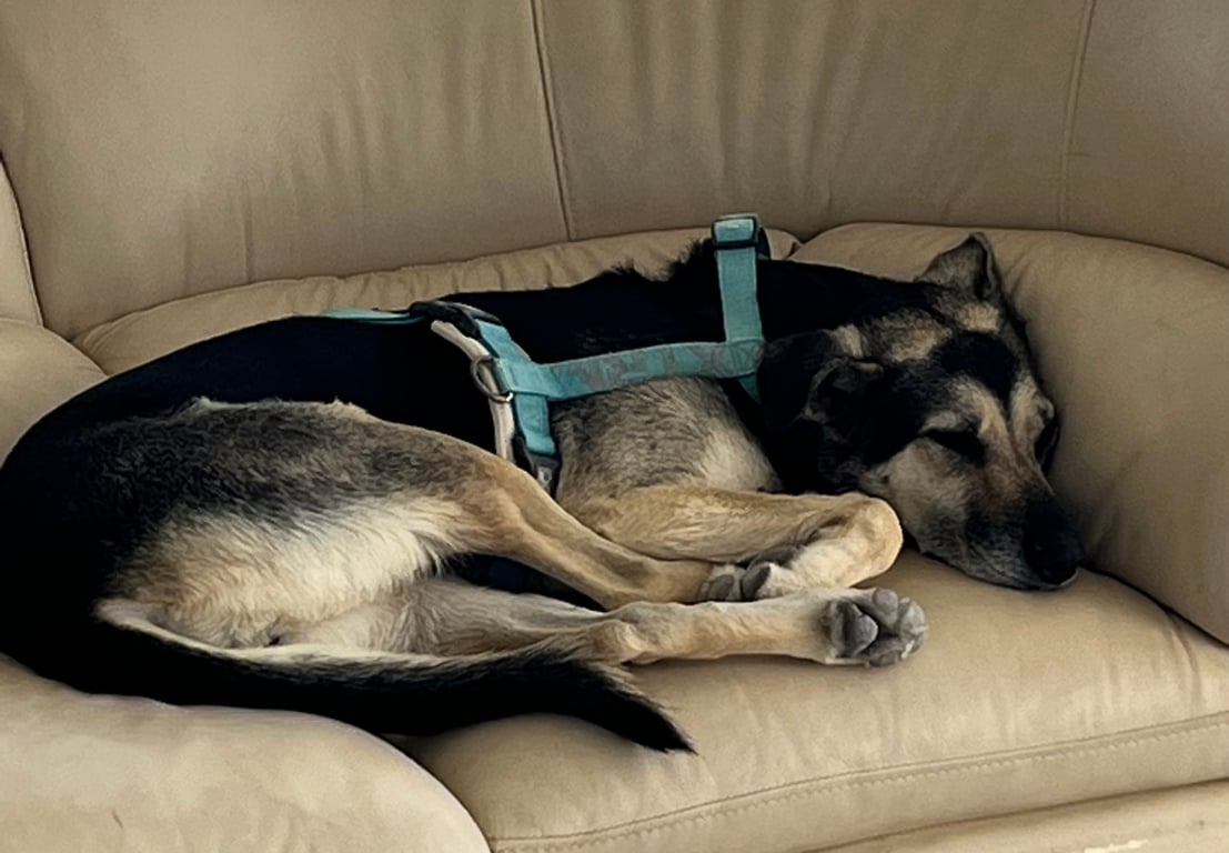 Foto de Animal encontrado