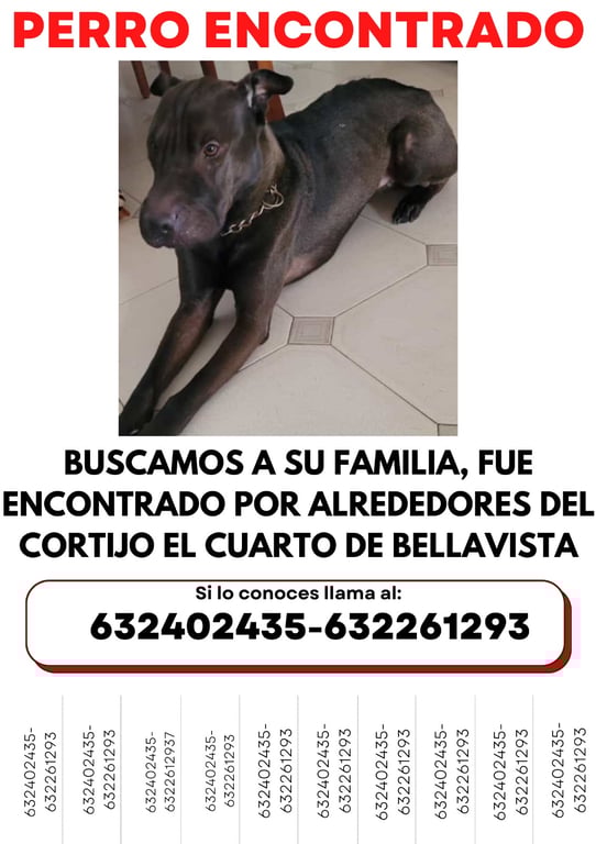 Foto de Animal encontrado