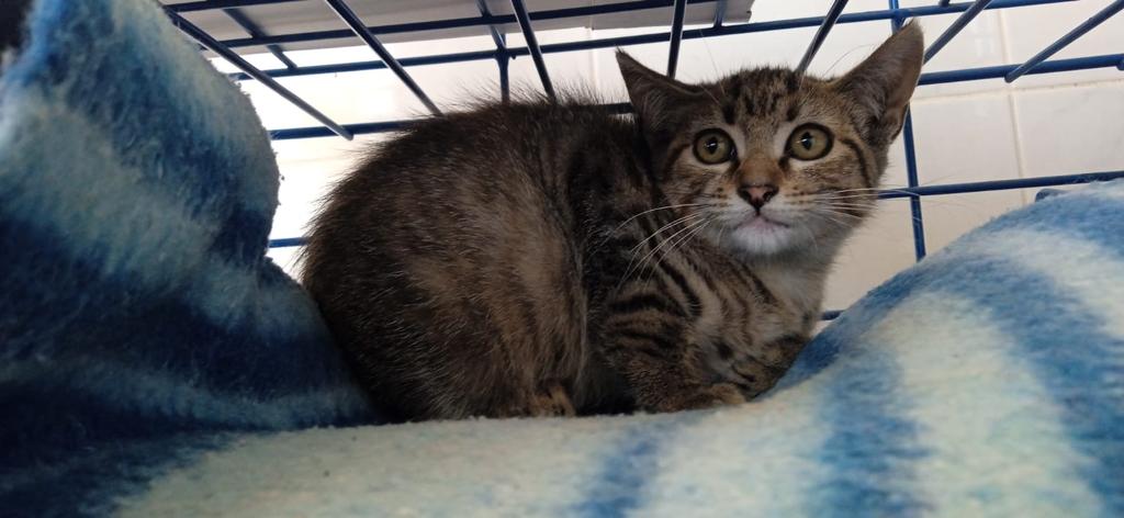 Foto de Animal encontrado