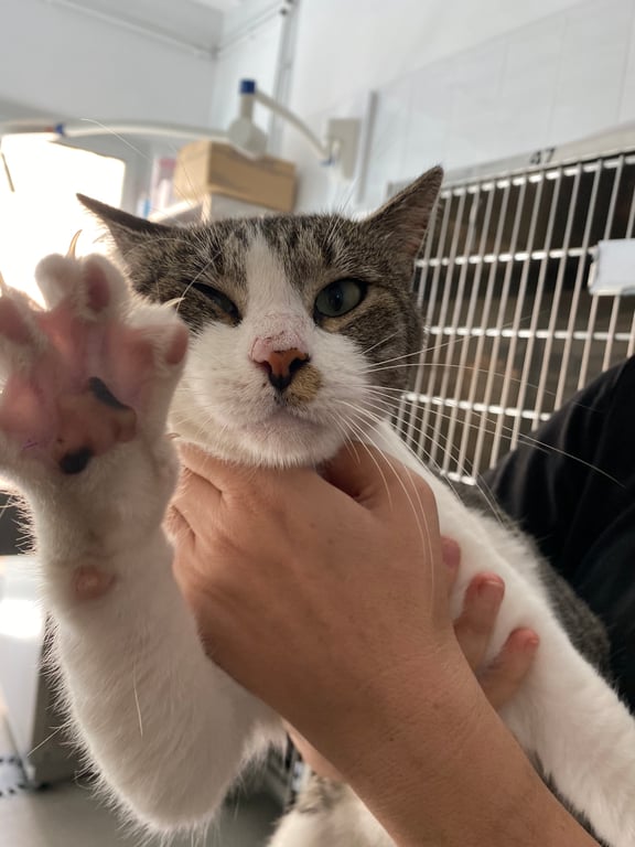 Foto de Animal encontrado