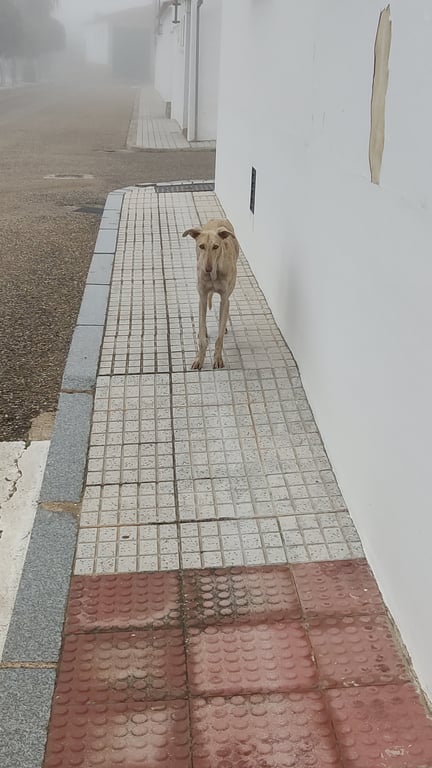 Foto de Animal visto