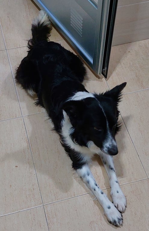 Foto de Animal encontrado