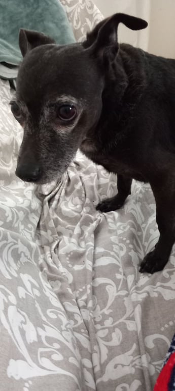 Foto de Animal encontrado