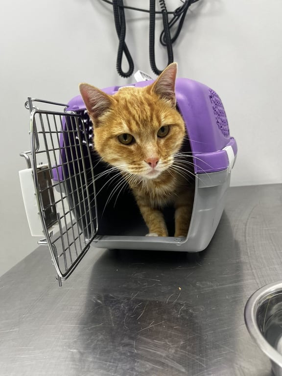 Foto de Animal encontrado