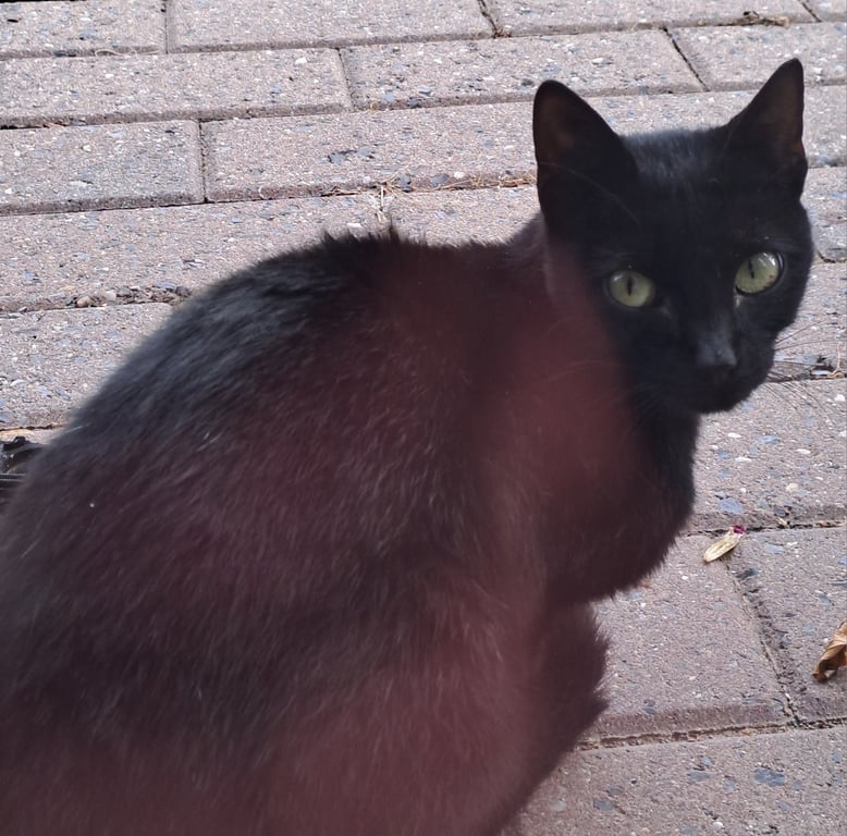 Photo de Animal trouvé