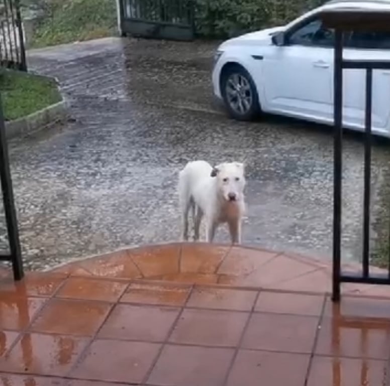 Foto de Animal encontrado