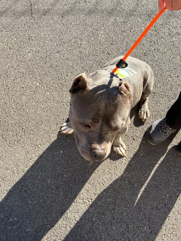 Foto de Animal encontrado