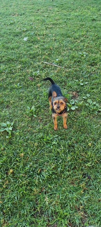 Foto de Animal encontrado