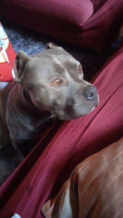 Foto de Animal encontrado