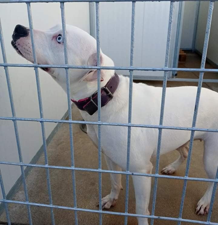 Foto de Animal encontrado