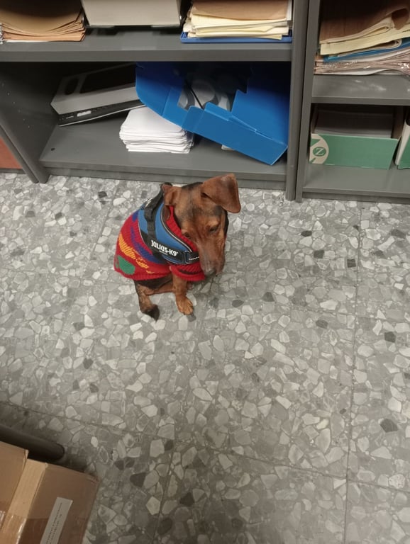 Foto de Animal encontrado