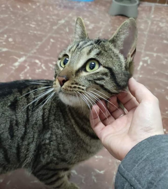 Foto de Animal encontrado