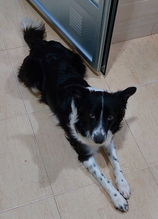 Foto de Animal encontrado