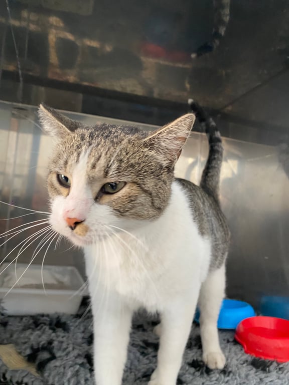 Foto de Animal encontrado