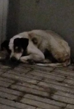 Foto de Animal visto