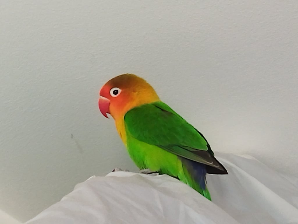 Foto de Animal encontrado