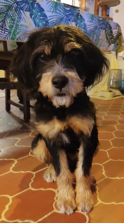 Foto de Animal encontrado