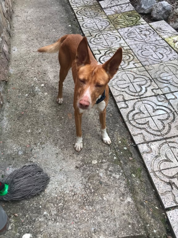 Foto de Animal encontrado