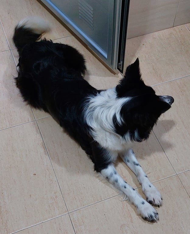 Foto de Animal encontrado