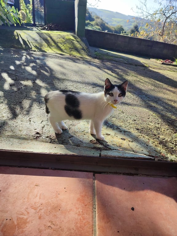 Foto de Animal encontrado