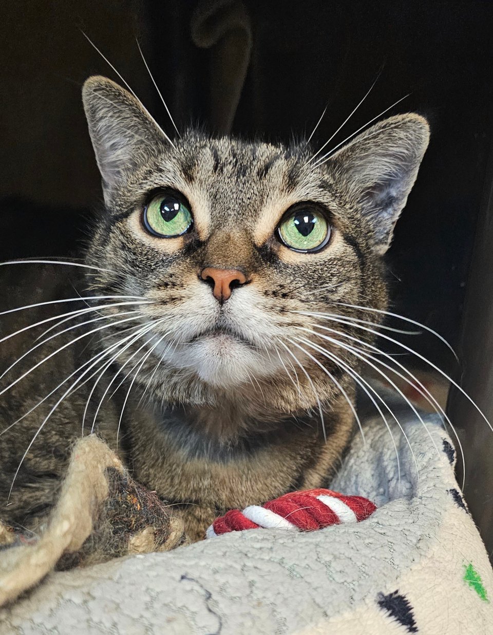 Adopt LaPew and Athena! TreasureCoasts adoptable Pets of the Week!