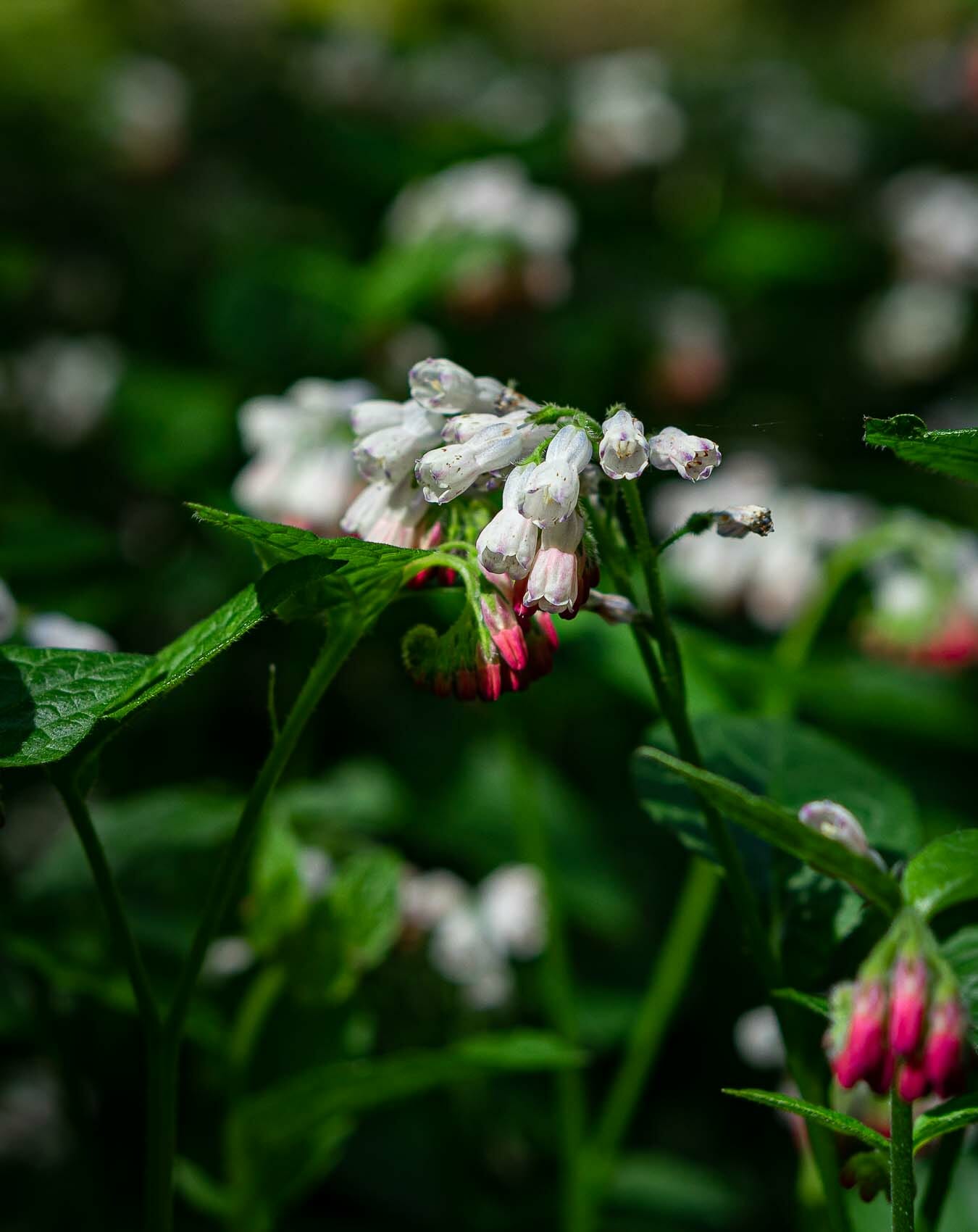 Nature Photography-01167