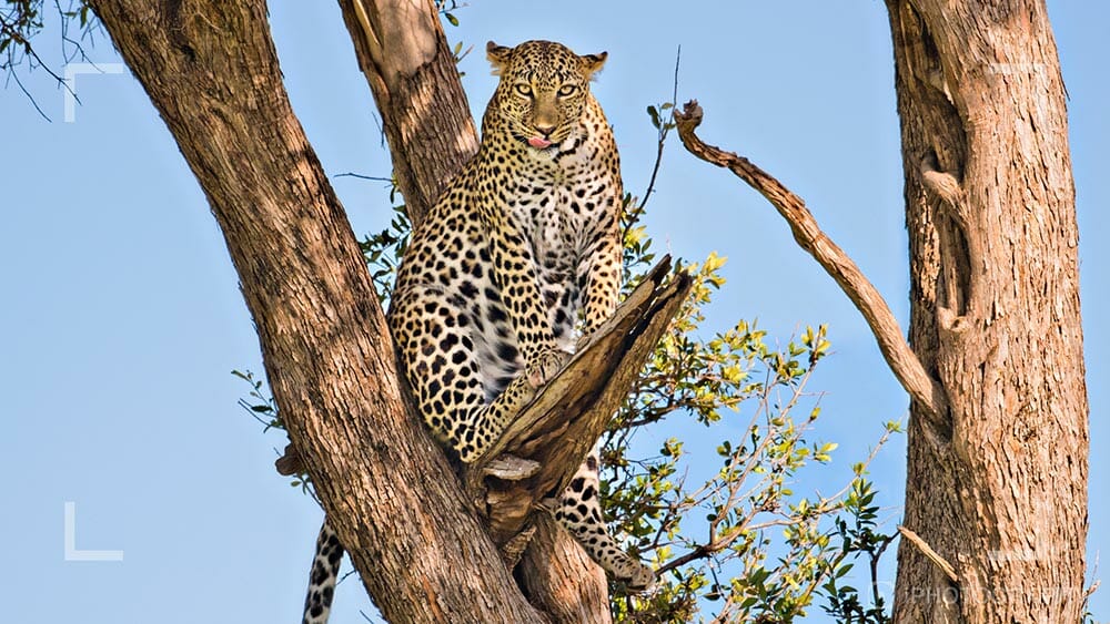 Wildlife photograph by Rachel Sinclair, iPhotography Wildlife Photography Course Instructor.