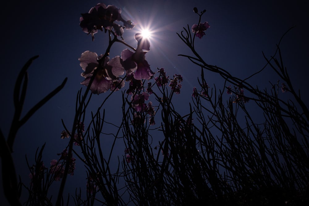 Low Light Photography Tips by iPhotography.com