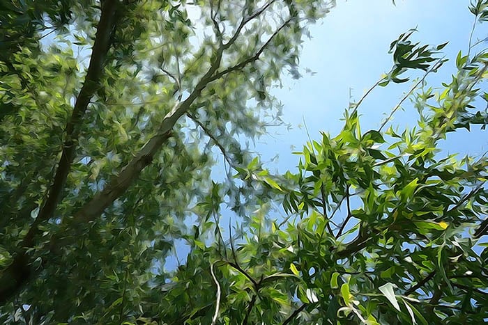 Creative Camera Modes by iPhotography.com