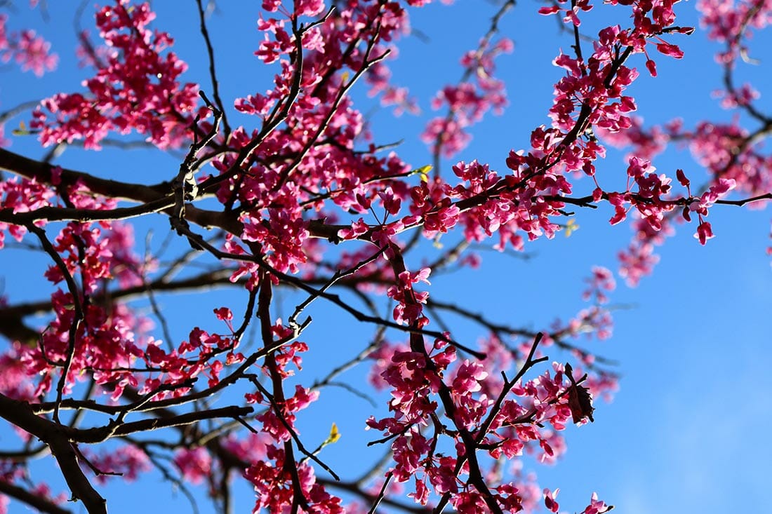This photo is of a sakura tree blooming bright and beautiful during the evening. Shot with a 18-55mm lens at f/5.6