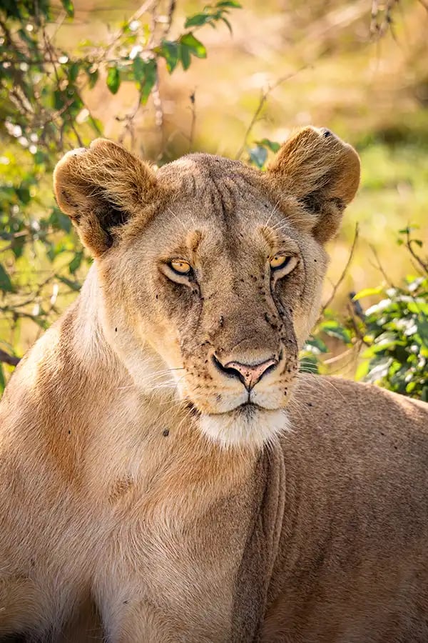 Safari photograph filmed on the iPhotography Safari Photography Course in Kenya.