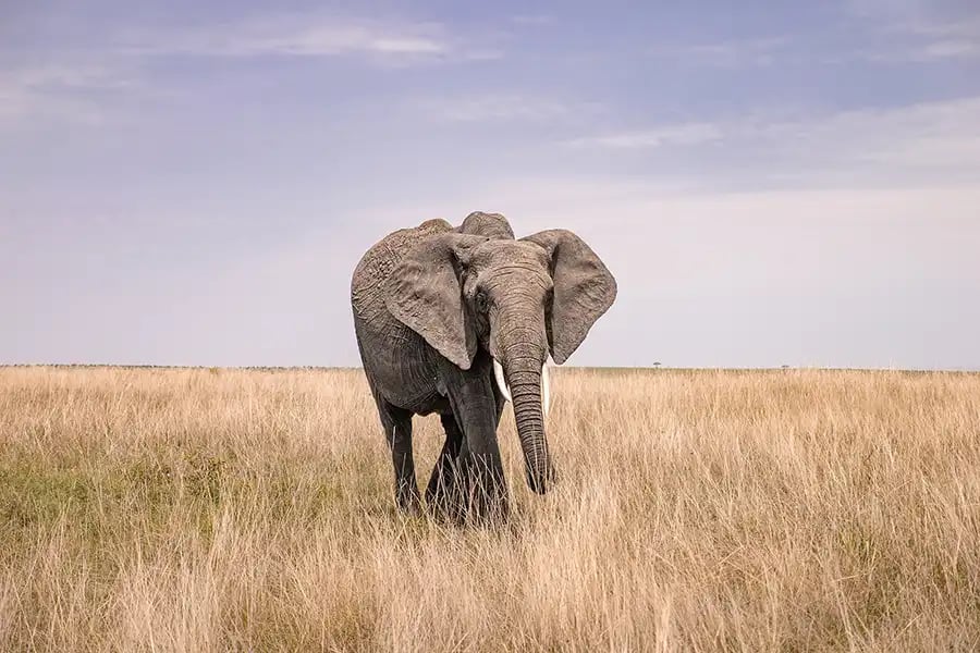 Safari photograph by Rebecca Santo, iPhotography Safari Photography Course member.