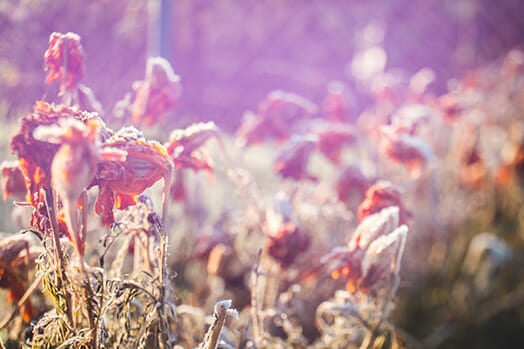 Freelensing Photography Guide by iPhotography.com
