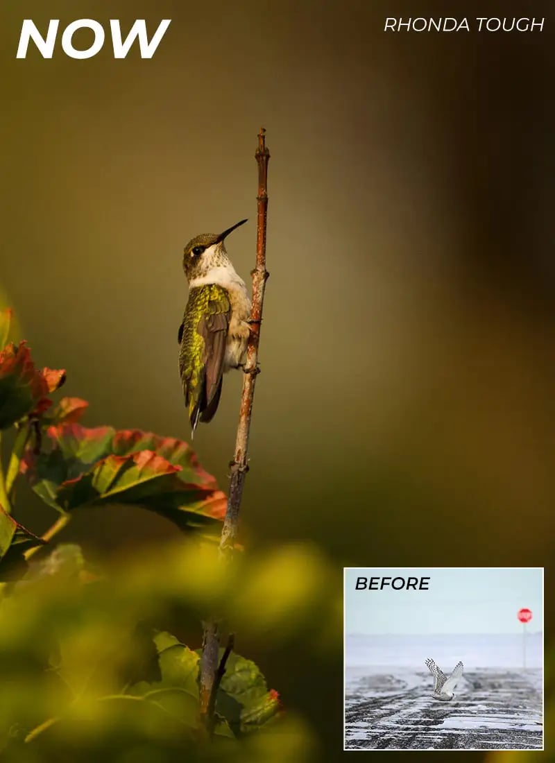 Before and after the 60 Second Photographer course — iPhotography Member Rhonda Tough's photography. Before: a distant snowy owl in flight beside a stop sign. After: a beautifully composed hummingbird perched on a stick with soft autumn bokeh.