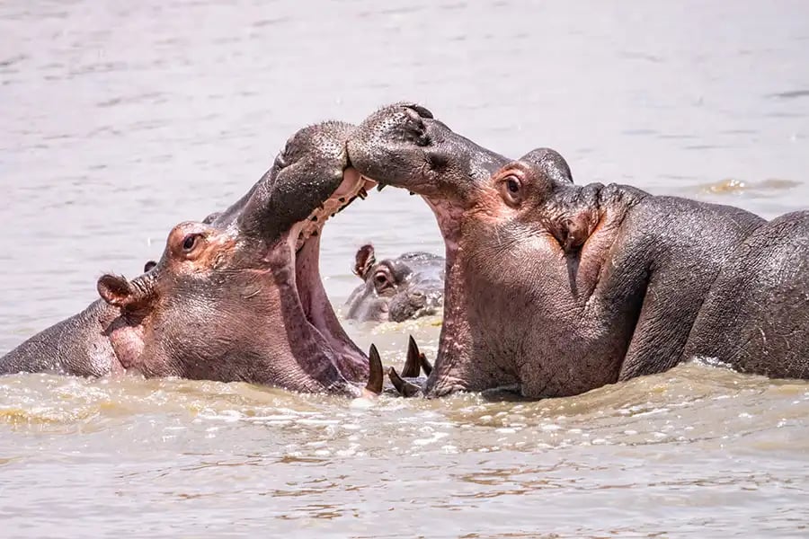 Safari photograph by Rebecca Santo, iPhotography Safari Photography Course member.
