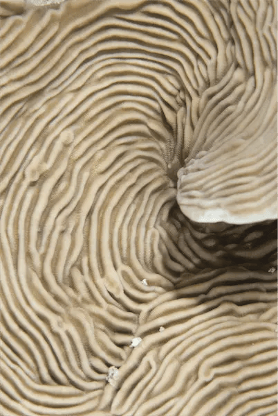 Abstract photograph