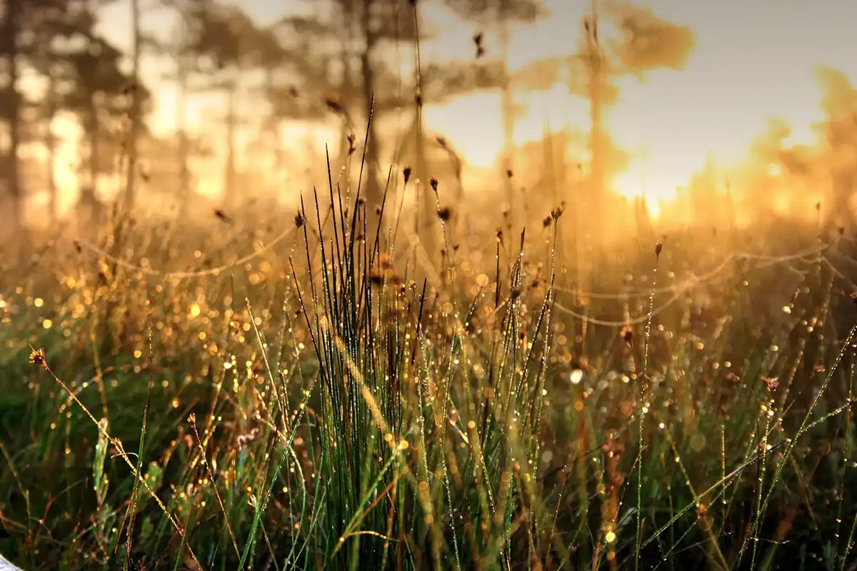 Spring Morning Dew