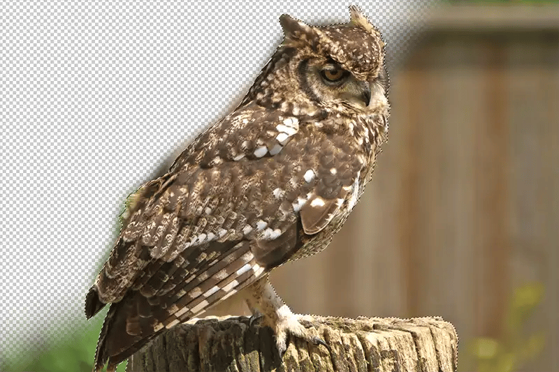 A subject isolated from its background in Photoshop Elements.