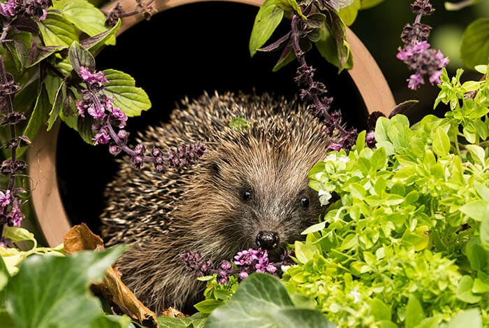 Hedgehog in a garden
