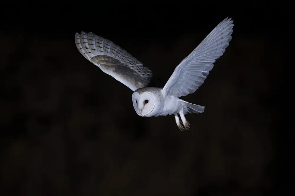 wildlife-photography-01